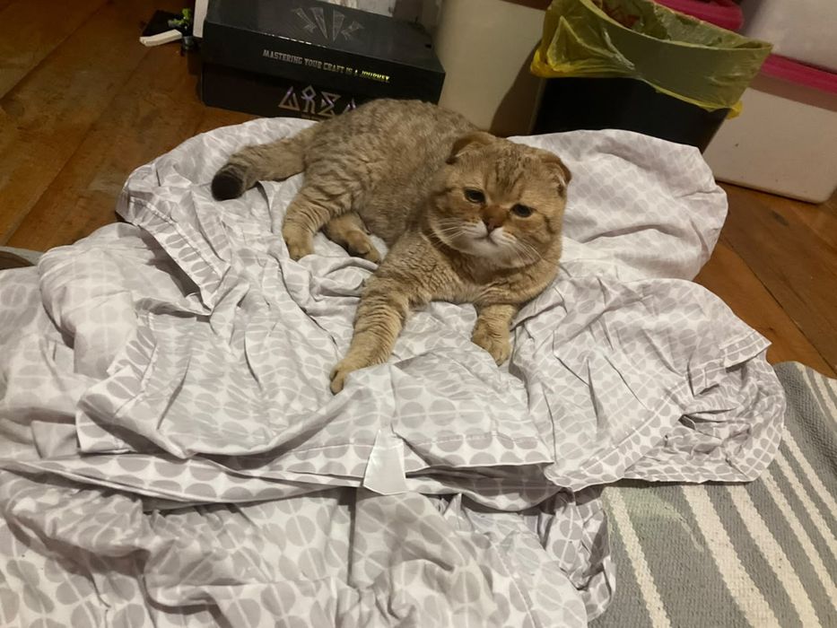 Шотландский вислоухий кот.         Вязка