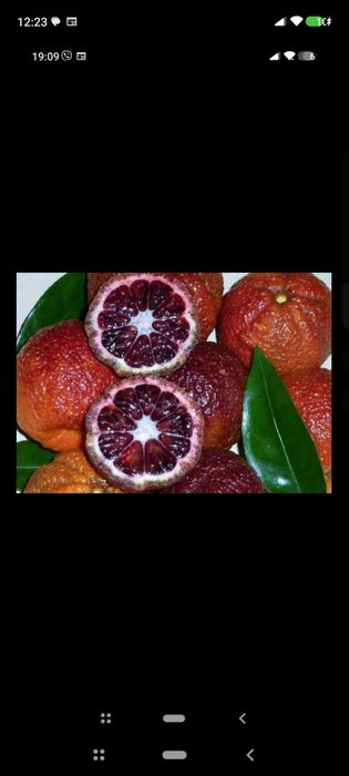 Цитрусови растения