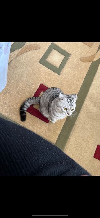 Пропал кот, помогите найти