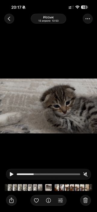 Вислоухие котята Есик