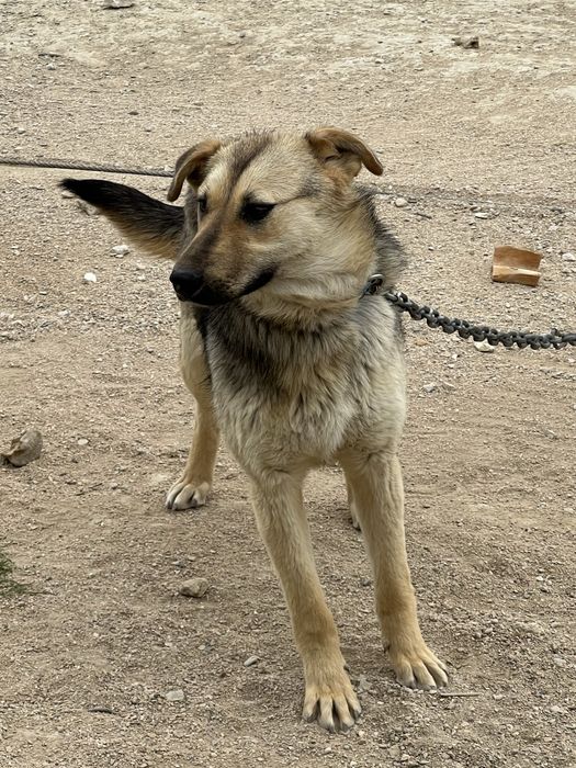 Отдам даром в хорошие руки