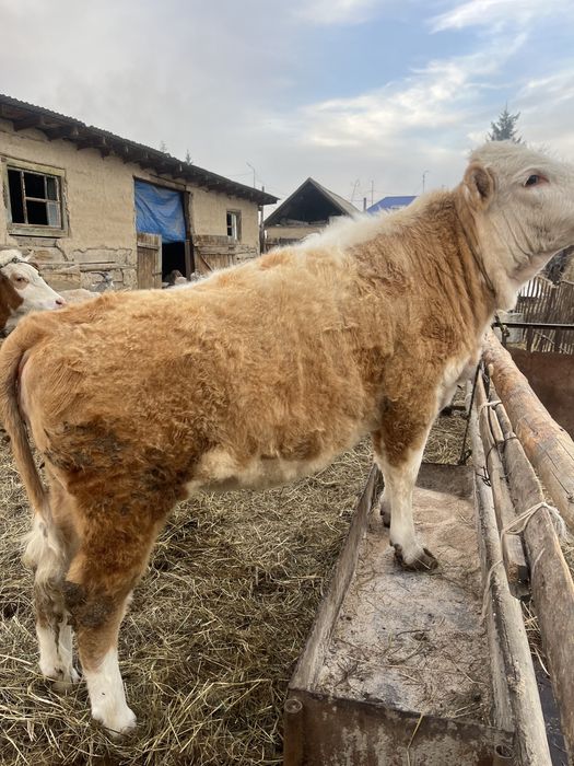 Тайынша сатылады