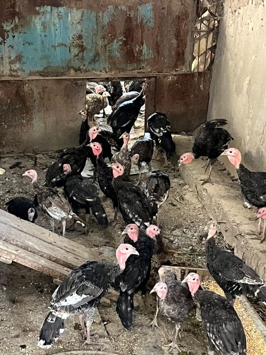 Продам индюшат 3 месяца