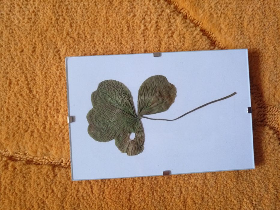 Четирилистна детелина