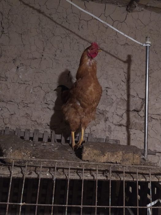 Қораздар сатылады. Петух продам.