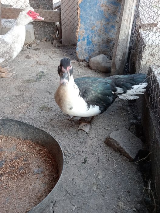 Продам индаутка селезень