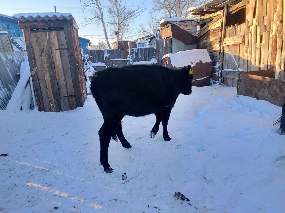 Продам тёлочку подсосную