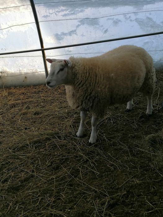 Berbec texal de vânzare