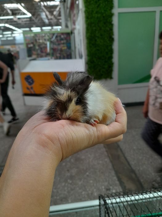 Морские свинки ...