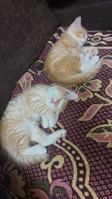 Отдам котят в добрые руки