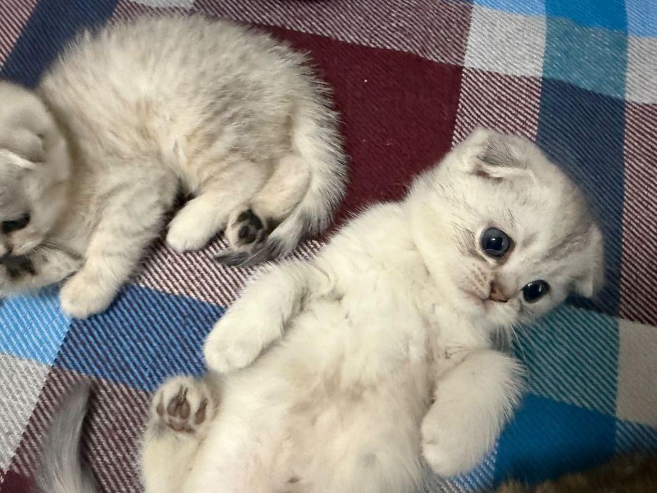 Продам котят породистые