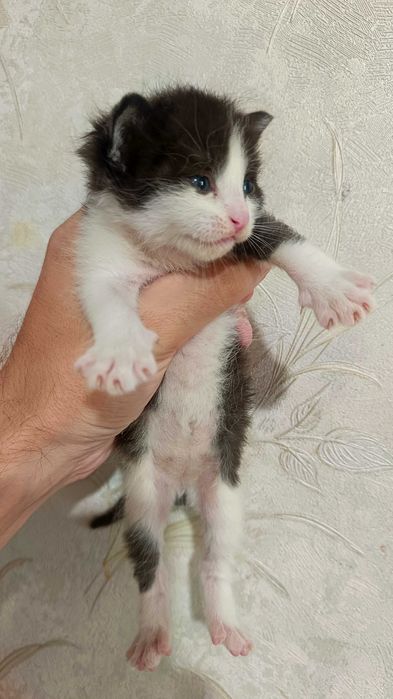 Котята, бесполезно в Актау (мысык )