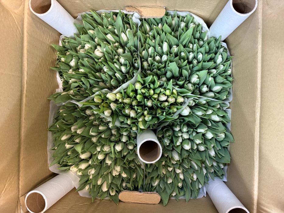 Голандские тюльпаны оптом