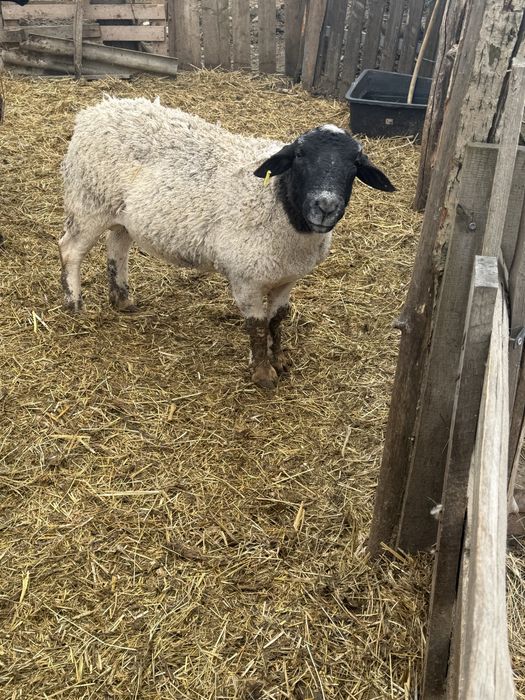 Vand sau schimb doi berbeci si o oaie Dorper