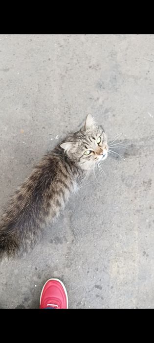 Уличный кот/кошка в добрые руки!