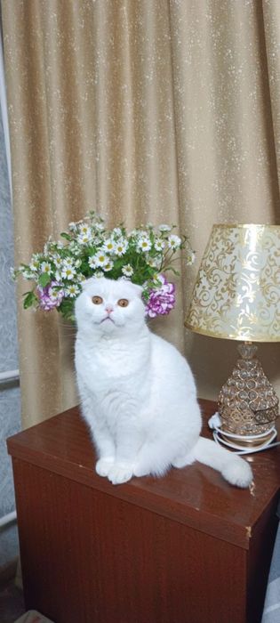кошечки в добрые руки