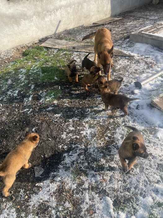 Бельгийские Щенки  Малинуа