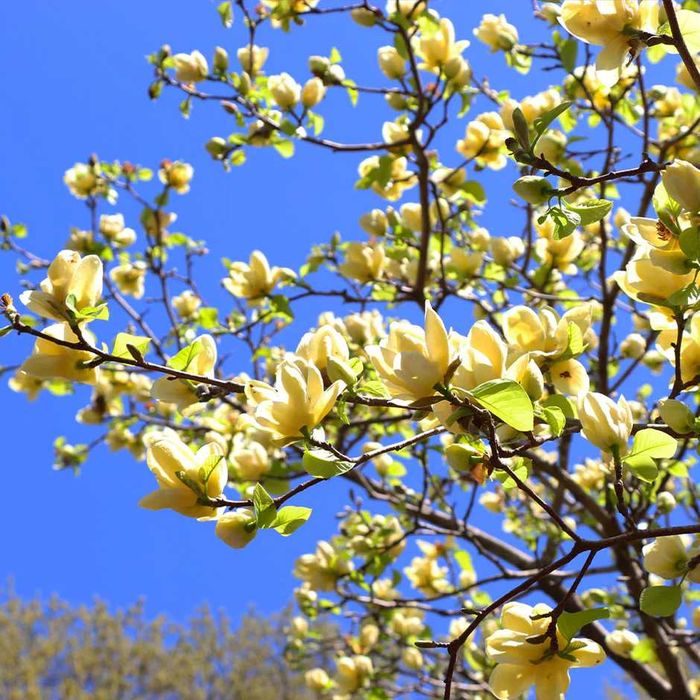 Magnolia galbena yellow river butterfly, albastra Blue Opal Baby