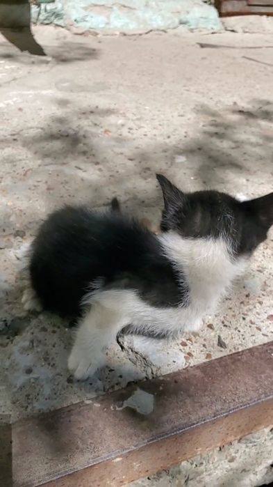 Отдам котят 1,5 месяцев