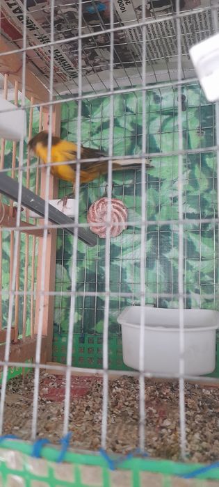 Продам Канарейку к самка и самес  гатовийий гатовий