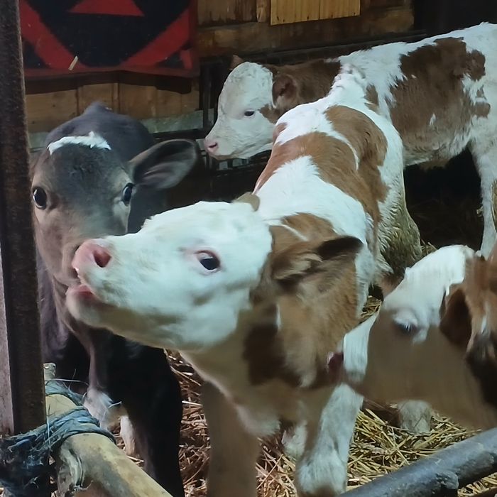 Vitei sugari baltata românească