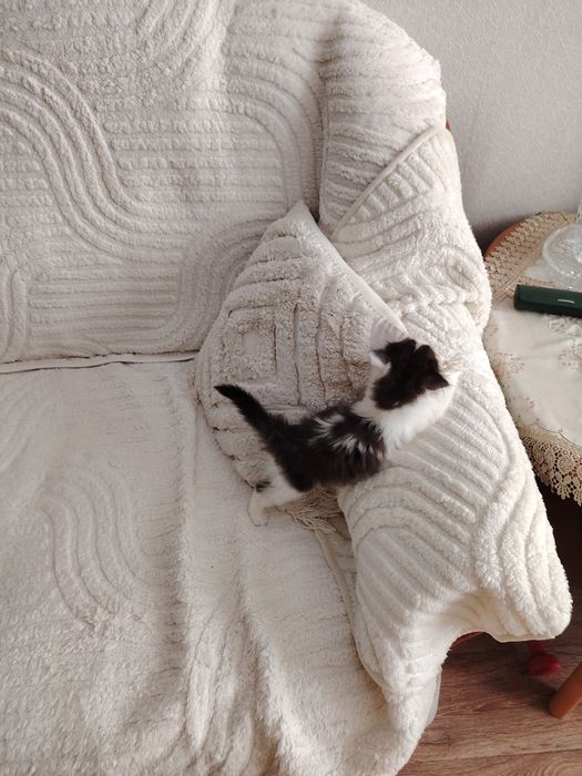Отдам кошечку в добрые руки