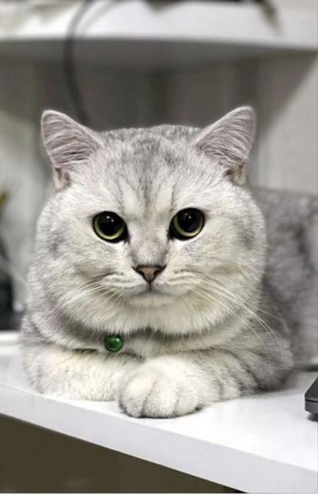 Британский кот ищет любящюю семью! Паспорт и прививки имеются.