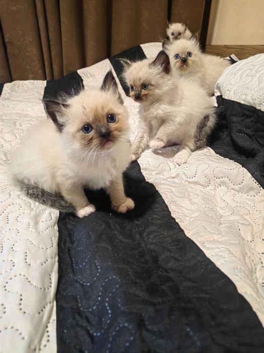 Чистокръвни котенца Ragdoll