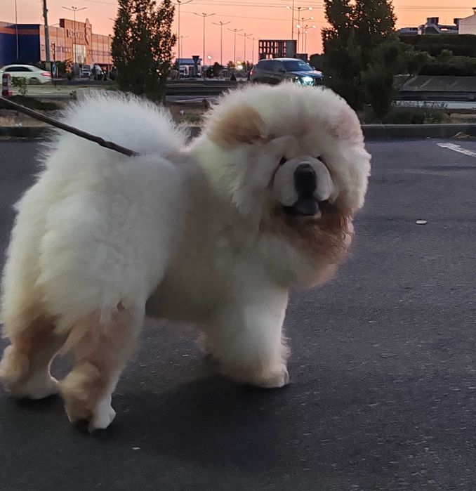 Chow Chow cu pedigree