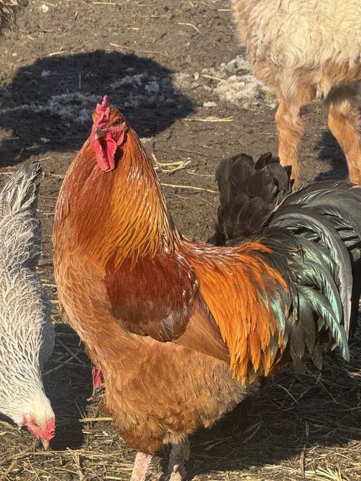 Әтеш сатылады 9 айлық