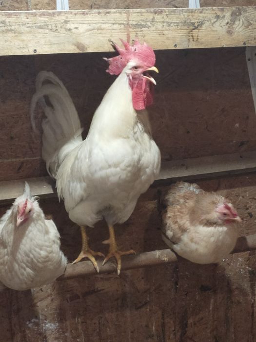 Петух леггорн молодой