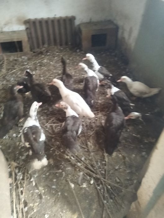 Продам индоуток.