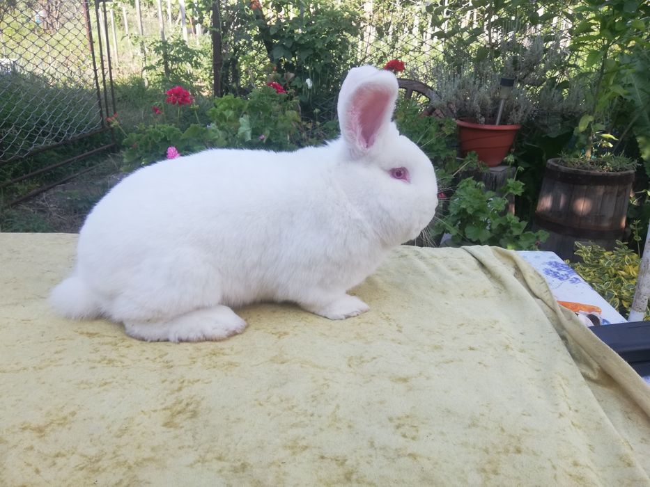 Продавам  зайци различни породи