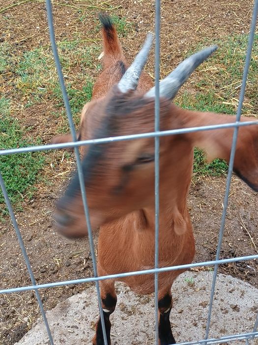 Ieduță metis anglonubiana cu alpin francez