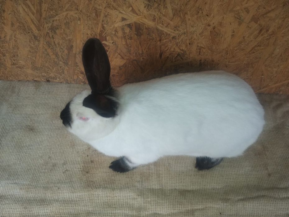 Vând iepuri californian