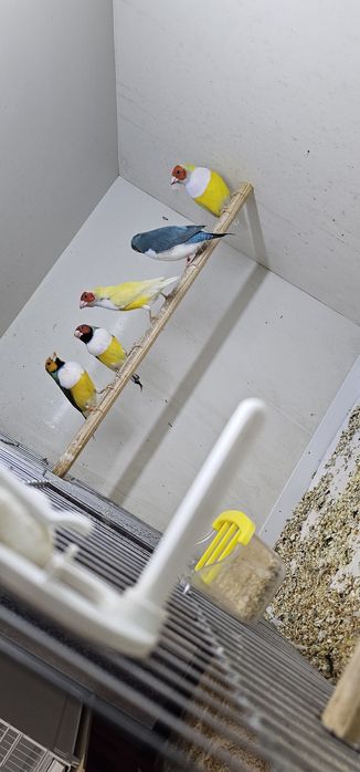 Зудлик билан сотилади  молодойлар ва таёр гульдалар