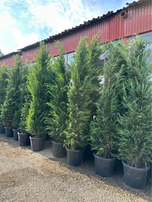 Leylandii 2.5m - 3m pentru formarea unui gard viu verde veșnic natural