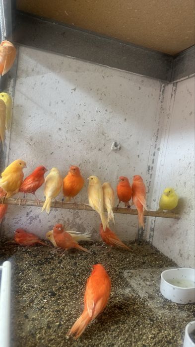 Canari diverse culori masculi/femele