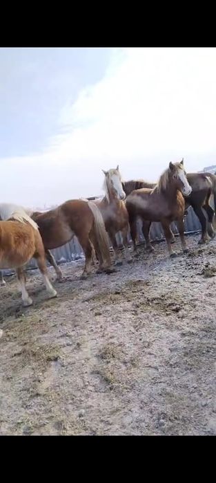 Продам тяжных жерёбых кобыл
