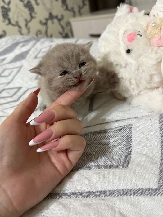 британские котята