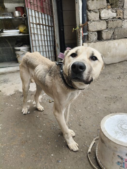 Алабай чистый 10 месяц