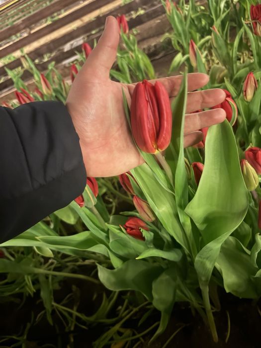 Самые крупные тюльпаны в Астане