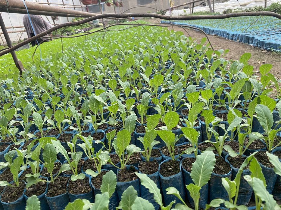 Гул кучатлар, уруглар , гуллар