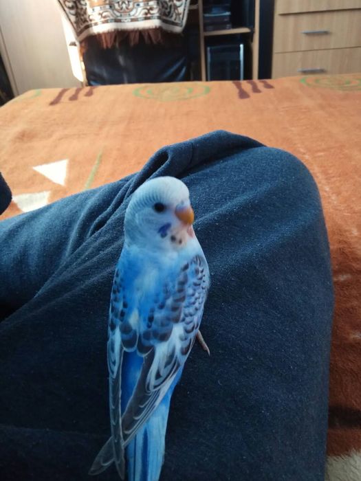 Peruși crescuți liberi