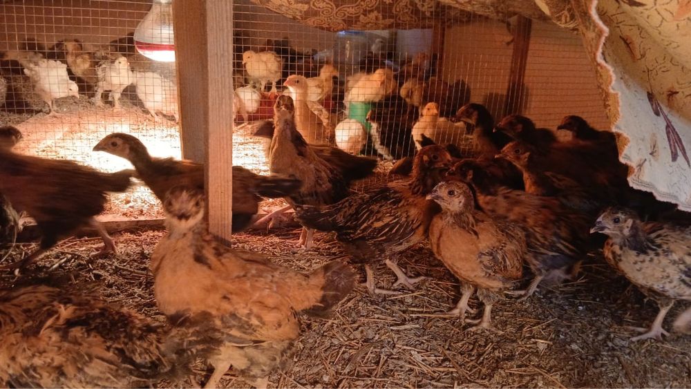 Кушин балапандар сатылады