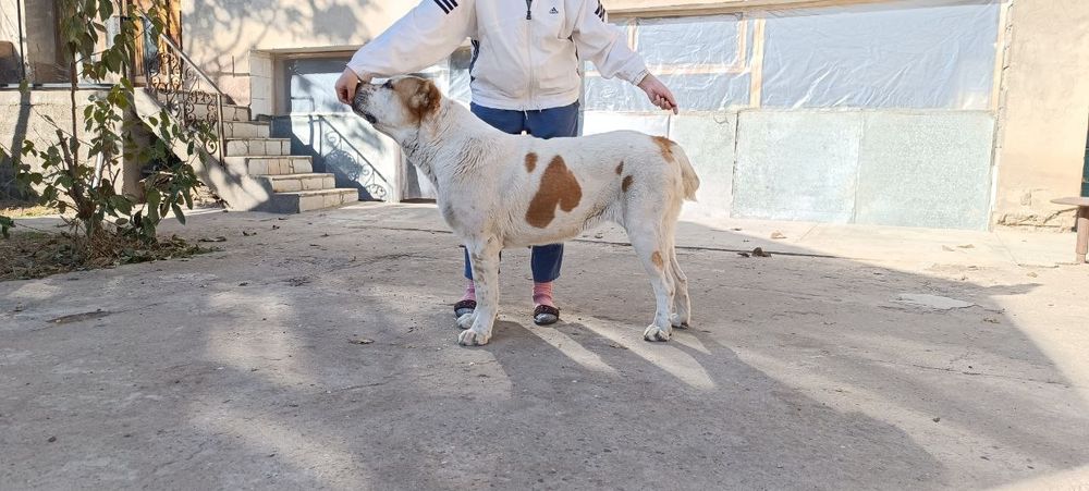 Алабай щенок кабель