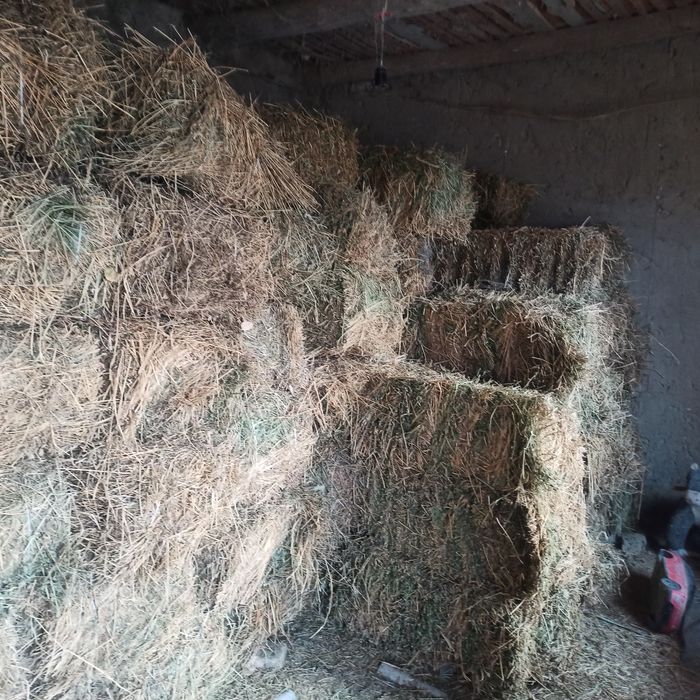 Беда пресс яхши куруг