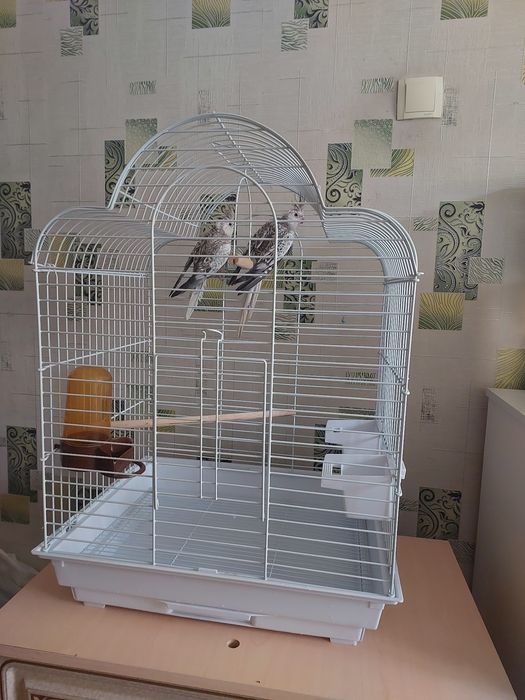 Корела  безщекие клеткой