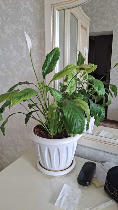 Комнатные цветы,