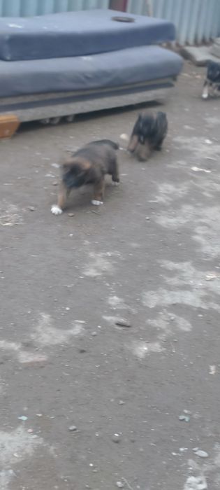 Щенки (Девочки)  Смешанной породы